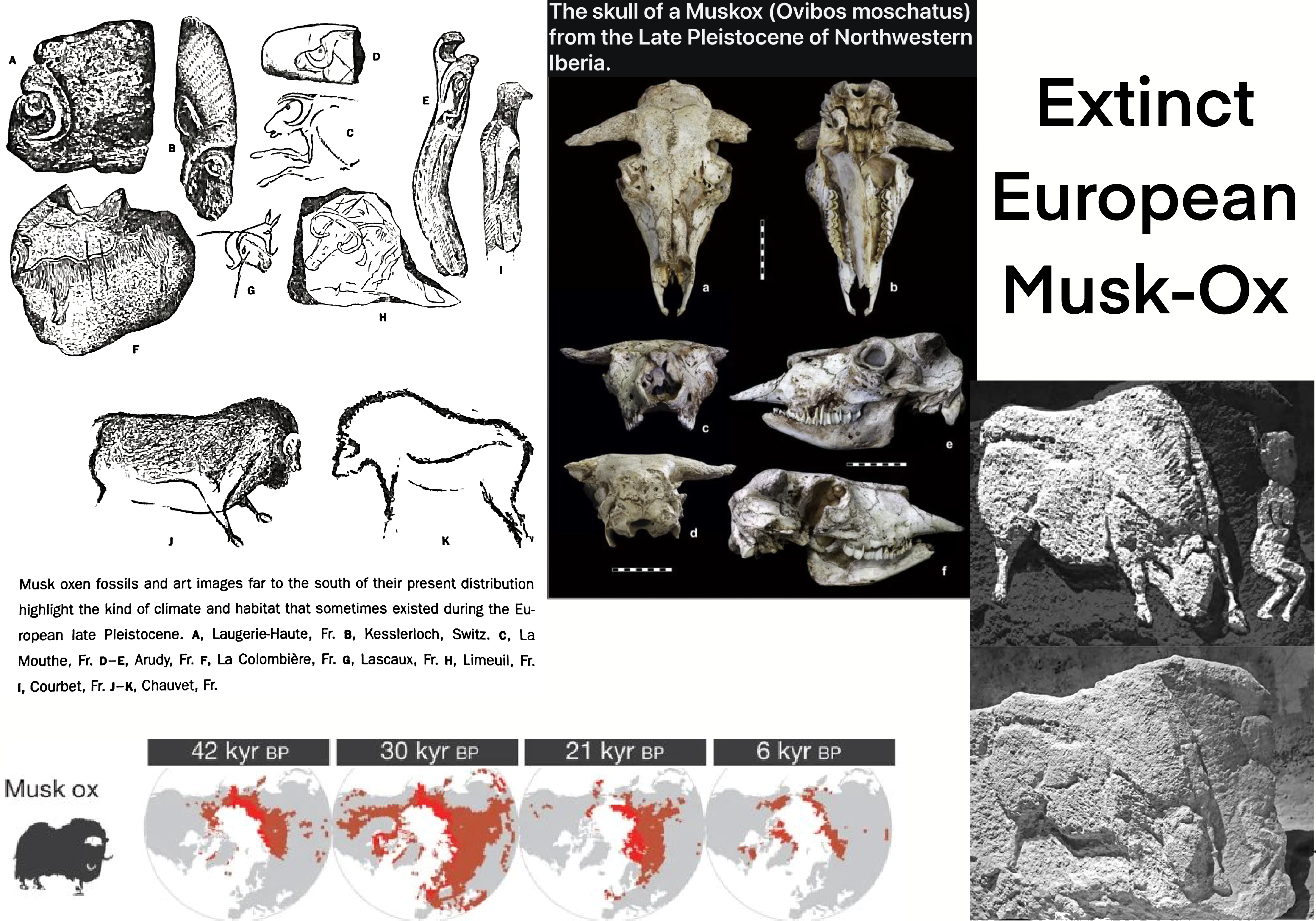 Ox Extinction Extinct European Musk-Ox reference panel by BenLeon-Paleoartist on ...