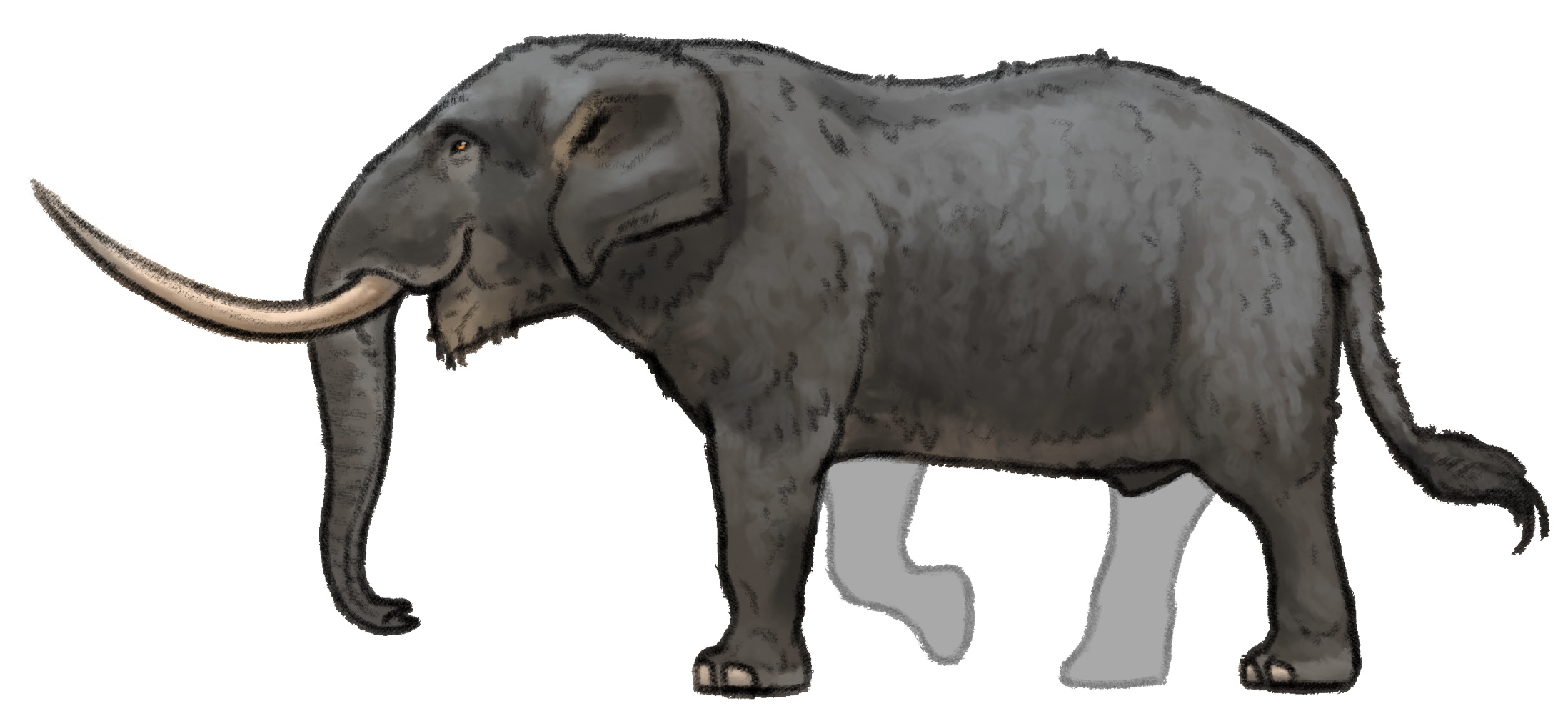 Mastodon Rats American Mastodon based upon my reference panel by BenLeon-Paleoartist ...