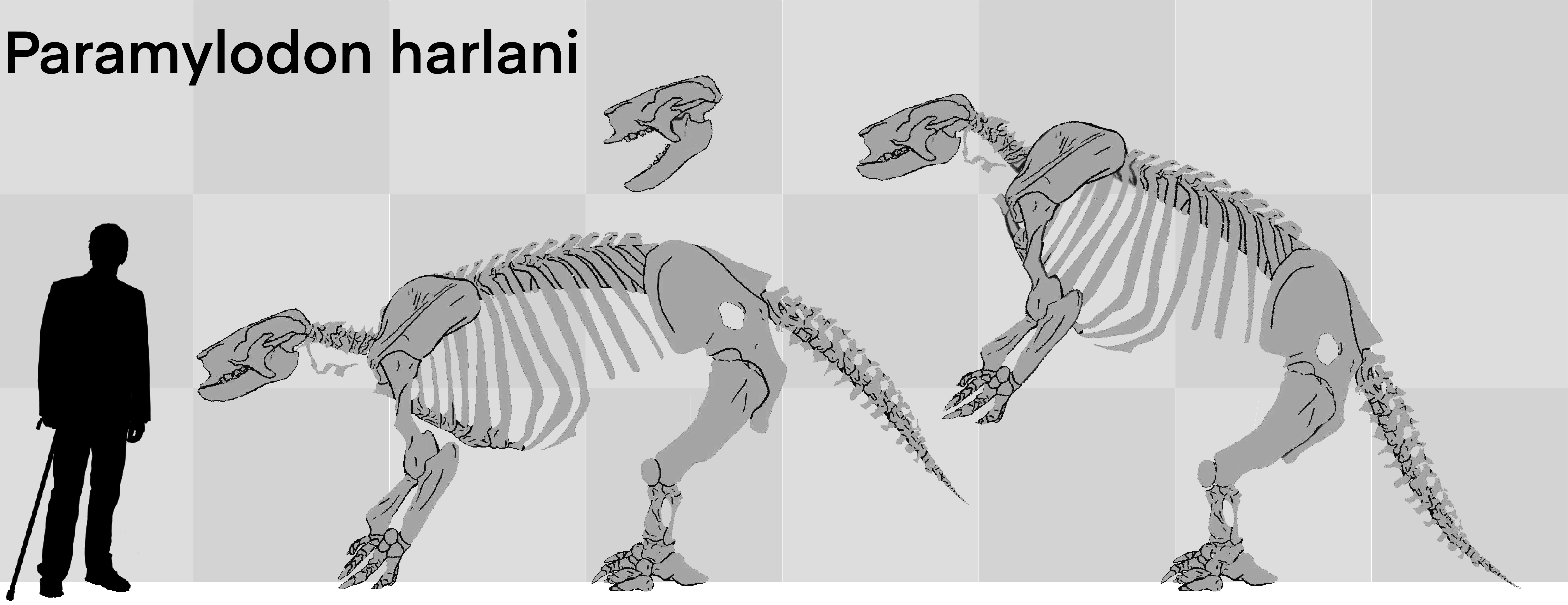 Paramylodon Paramylodon harlani skeleton by BenLeon-Paleoartist on DeviantArt