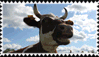 Cows stamp
