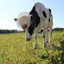 holstein heifer with a hat