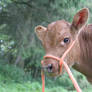 baby cow