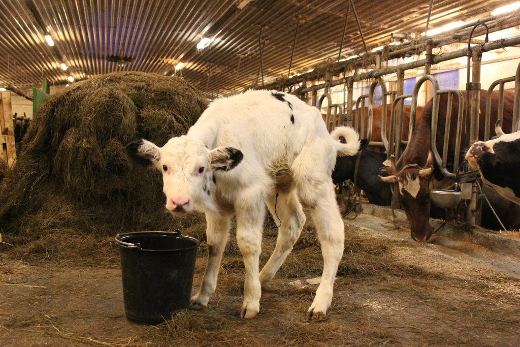 White holstein bull