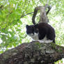 cat on appletree