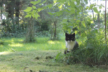 Cat-Guardian of the Garden