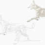 Dog Canter Study