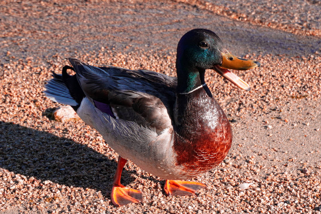 Quacker by Kyuirra on DeviantArt