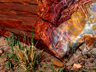 Petrified Forest - 1