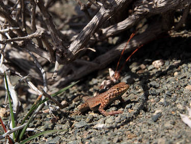 Petrified Forest - 3