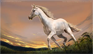 White Stallion by ooBLACKNIGHTINGALEoo White Stallion by ooBLACKNIGHTINGALEoo