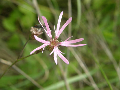 Lychnis flos-cuculi