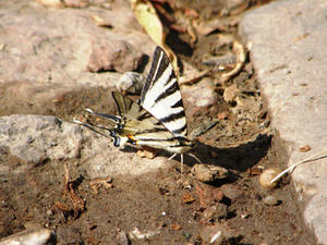 (Iphiclides podalirius)