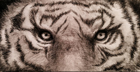 The Eye of the Tiger