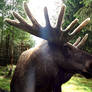 Moose