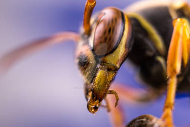 Paper Wasp eating syrup