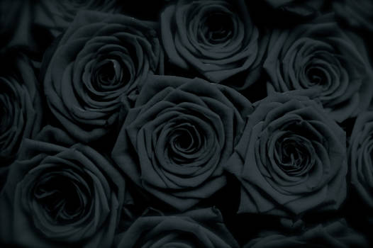 Black roses