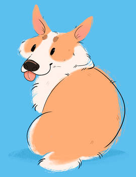 corgi