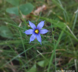 Tiny Purple Flower