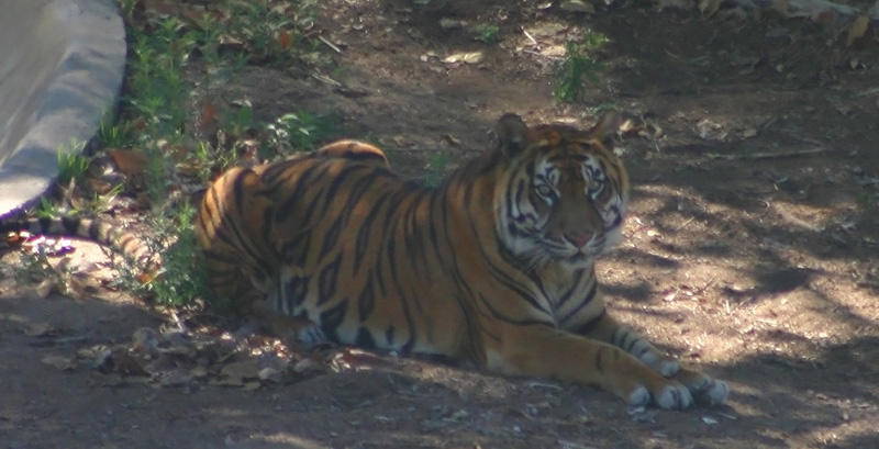 Resting Tiger