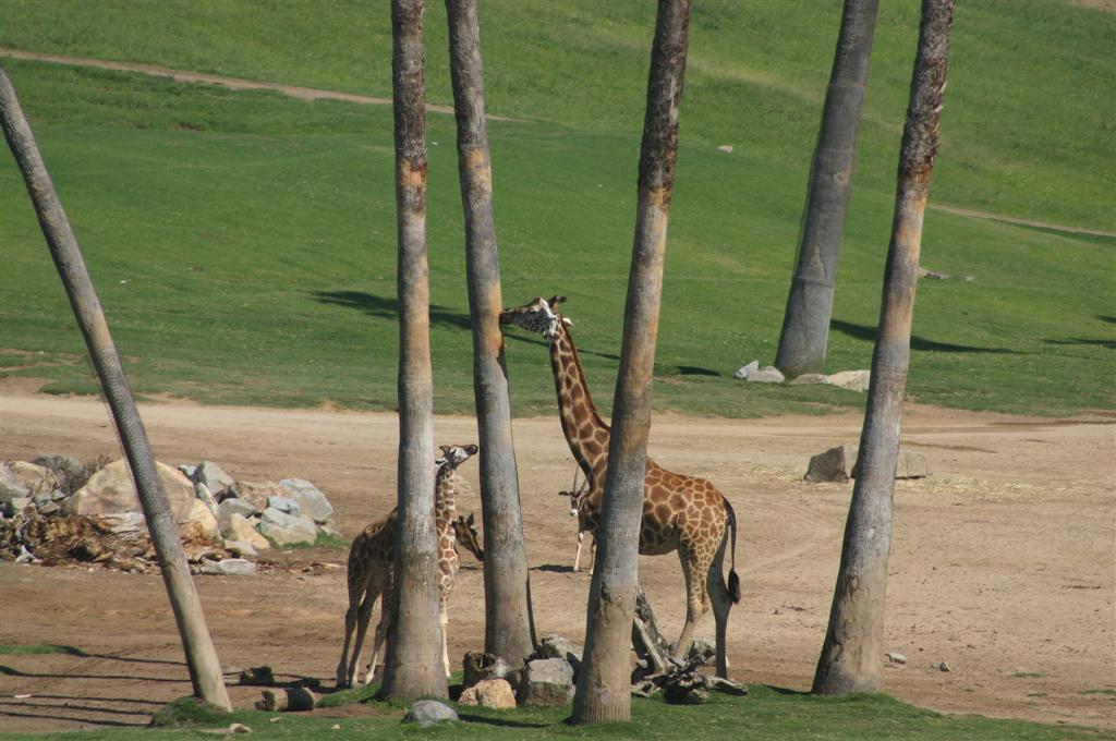 Giraffes