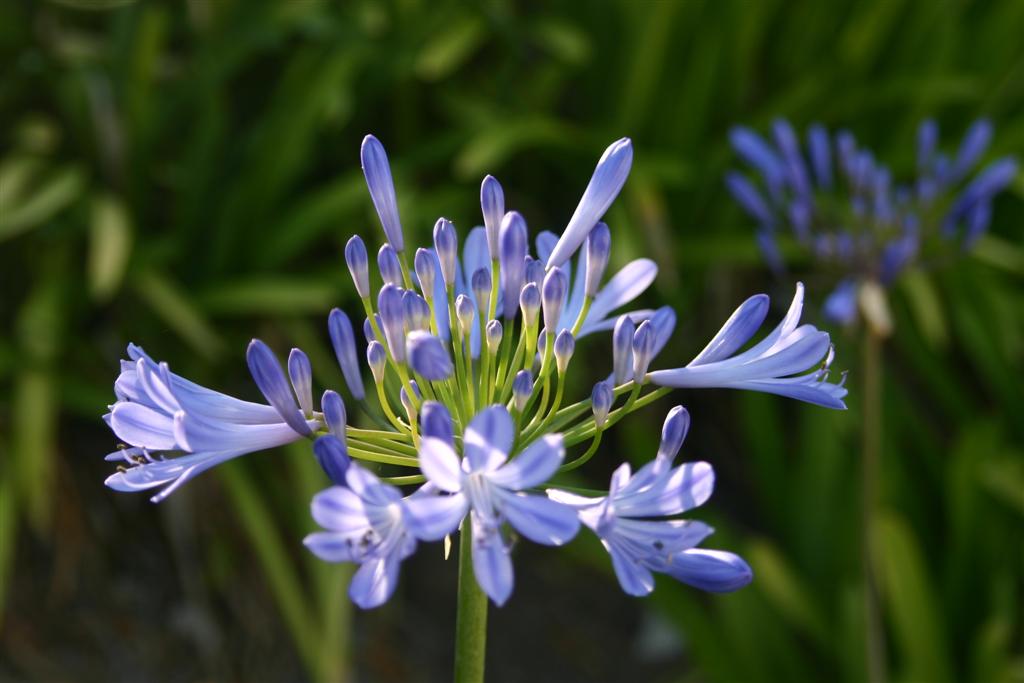 Purple Symmetry