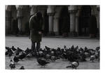 Pigeons by Jack070