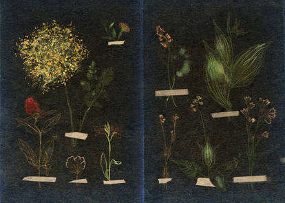 Emily Dickinsons Herbarium