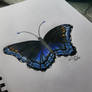 Red-Spotted Purple Butterfly