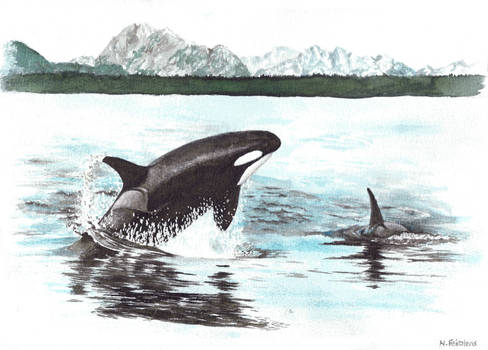 Orca's