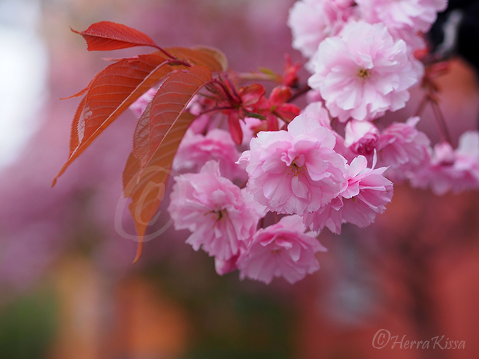 Tree of Cotton Candy II