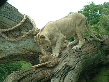 Lion at Longleat