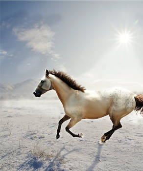 Appaloosa Snow