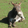 Miniature Donkey Stock