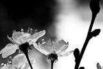sweet dreams by barttekb