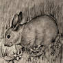 Sketch: Rabbit