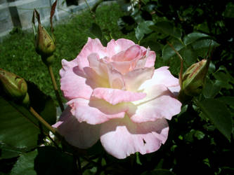 Pink Rose 1