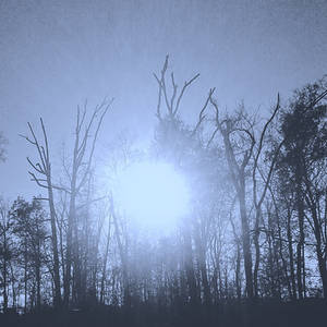 Sunshine through Dead Trees