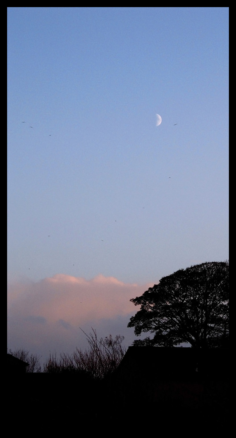 Winter Moon