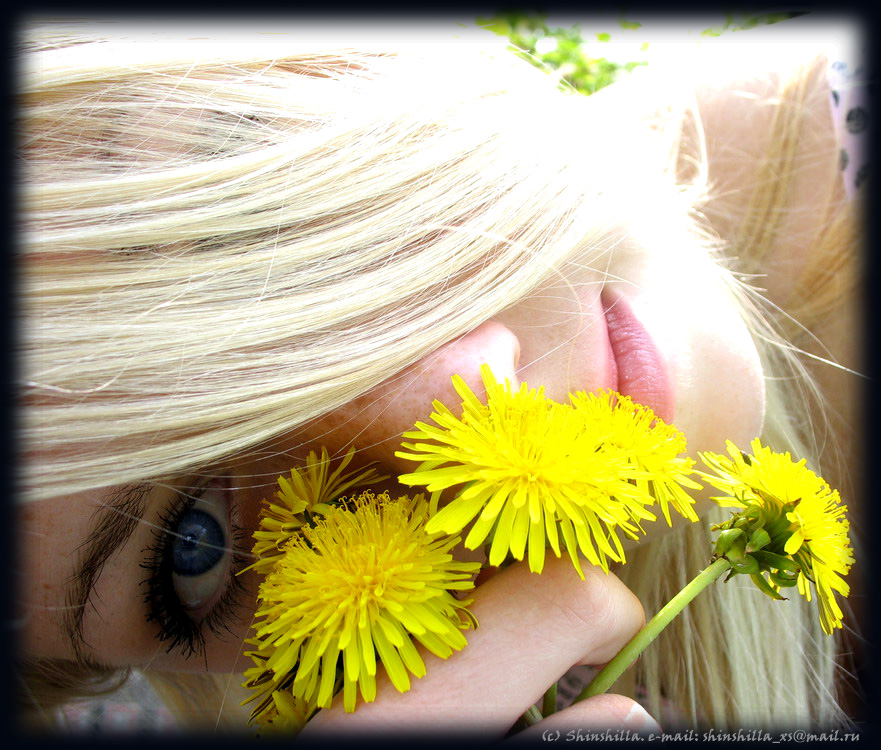 Dandelions