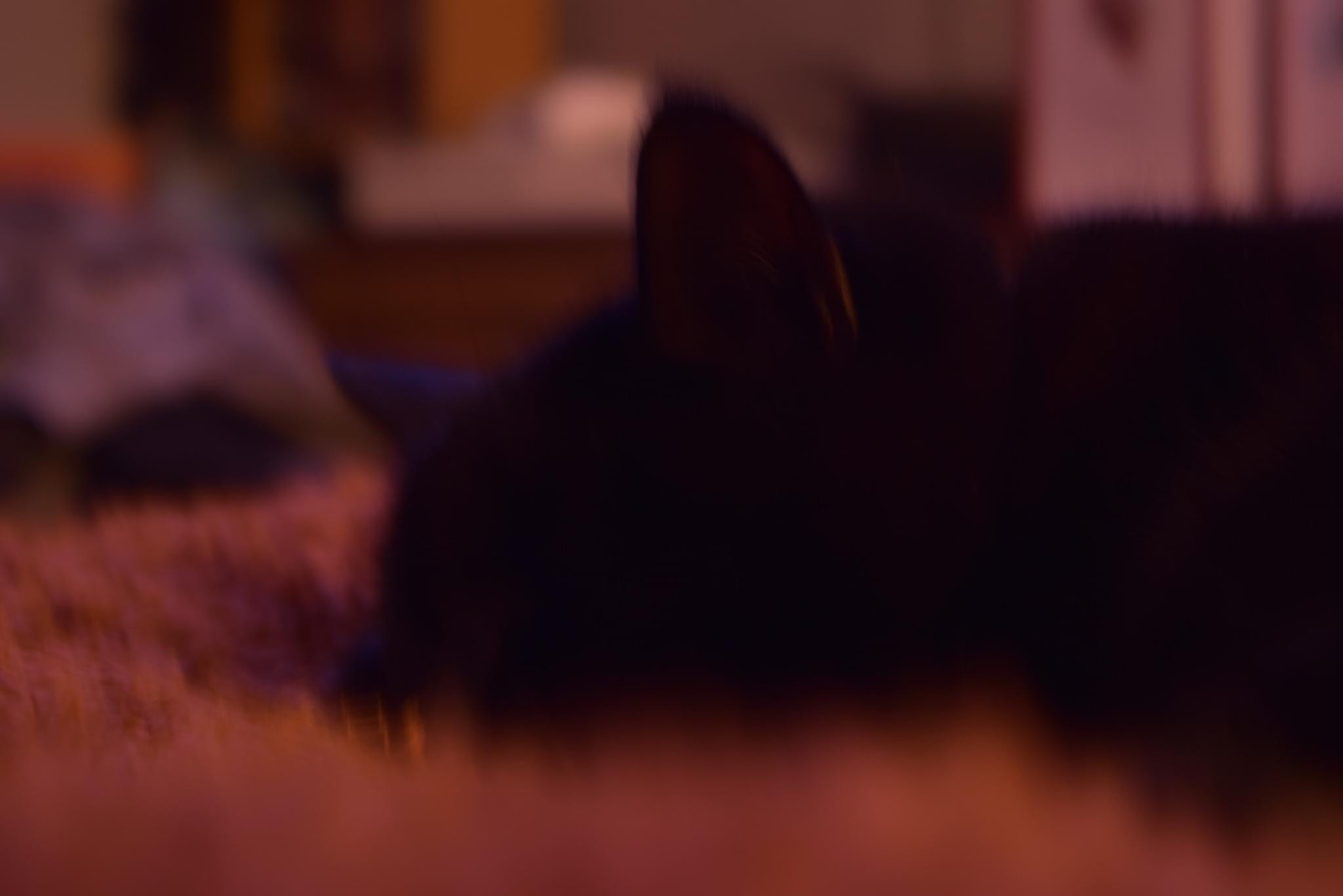 Love my cat Izzy sleeping