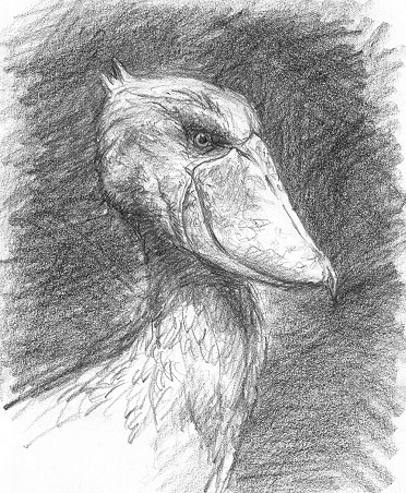 Shoebill