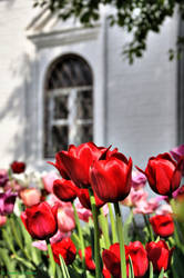 Tulips at window