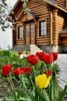 tulips on background of wooden church