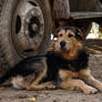 Dog Under  Truck