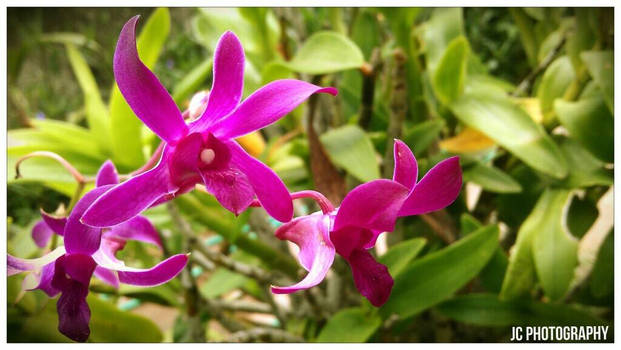 Beautiful Nature [Orchid]