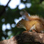 Profile Squirrel