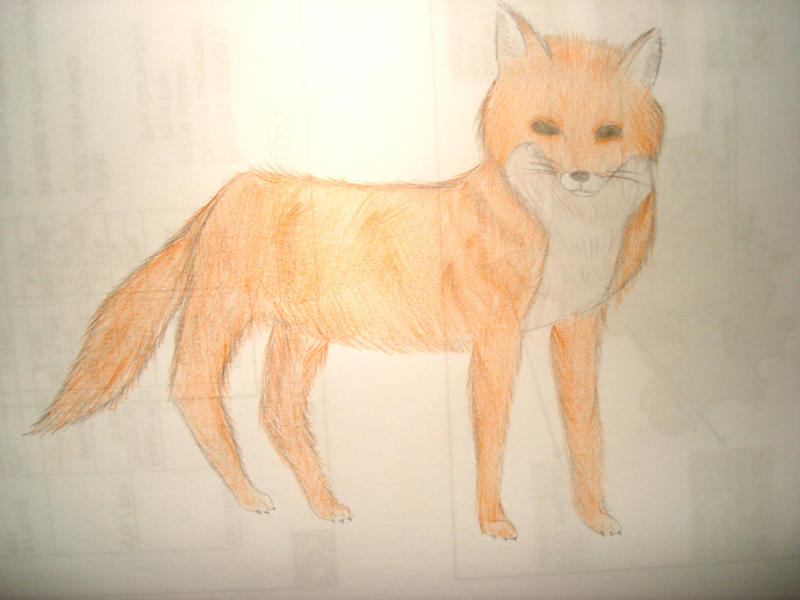 Fox (Drawing)