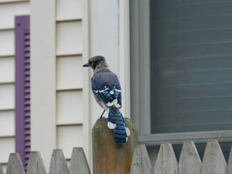 Perched Blue Jay