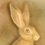 A Coffee Stained Hare