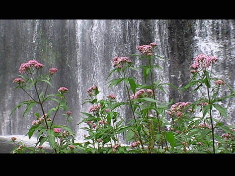Waterfall flowers